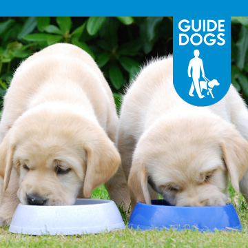 Guide Dogs for the Blind